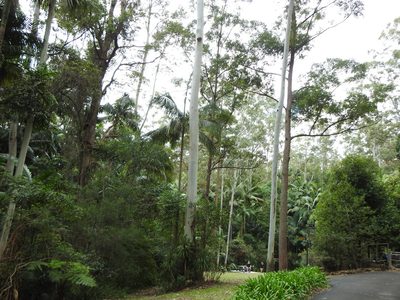Eucalyptus grandis, photographed by Greg Tasney