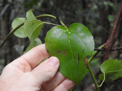 Streptothamnus moorei, photographed by Greg Tasney