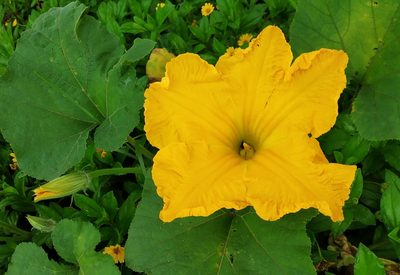 Cucurbita moschata, photographed by Shami Narayanan