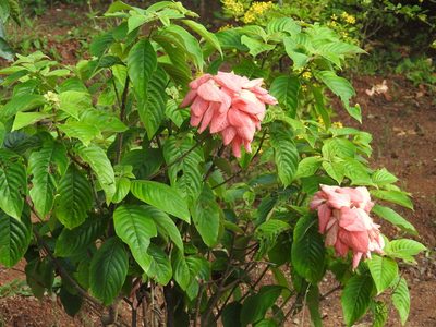 Mussaenda philippica, photographed by Raja bandi