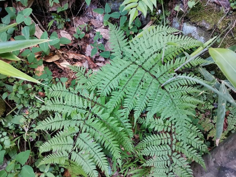 Athyrium vidalii, photographed by harum.koh