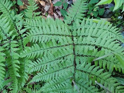 Athyrium vidalii, photographed by harum.koh