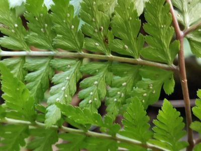 Athyrium vidalii, photographed by harum.koh