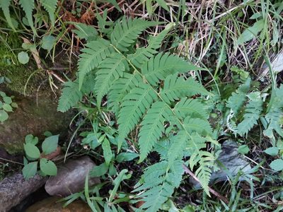 Dryopteris lacera, photographed by harum.koh