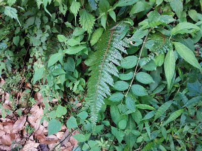 Polystichum polyblepharon, photographed by harum.koh