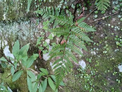 Dryopteris bissetiana, photographed by harum.koh