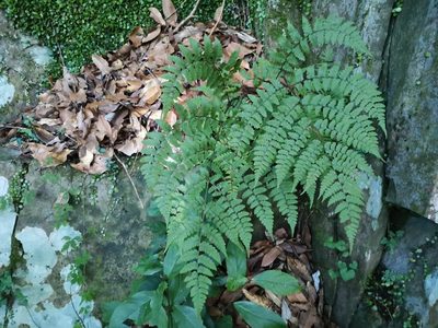 Diplazium squamigerum, photographed by harum.koh