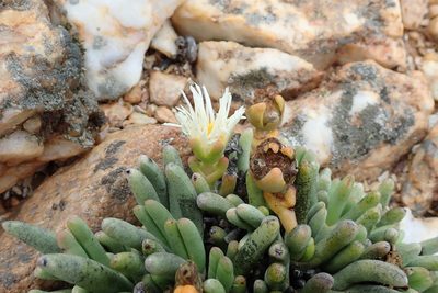 Cephalophyllum staminodiosum, photographed by Peter Warren