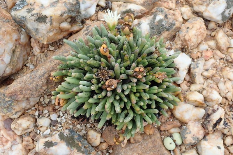 Cephalophyllum staminodiosum, photographed by Peter Warren