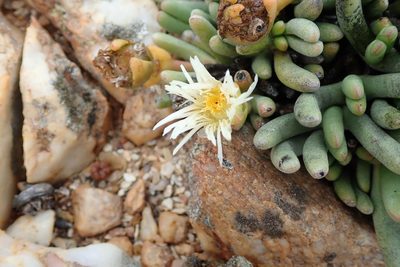Cephalophyllum staminodiosum, photographed by Peter Warren