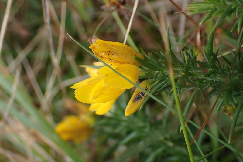 Ulex gallii, photographed by Jerry Lanfear
