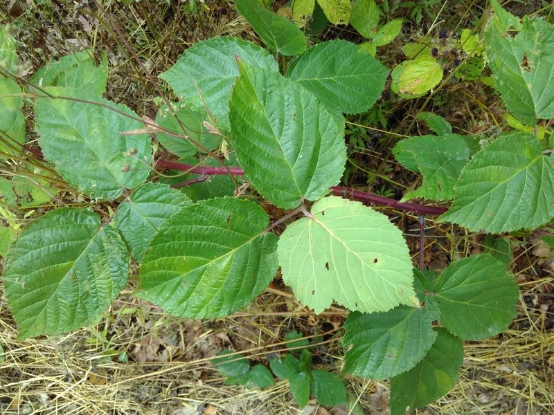 Rubus condensatus, photographed by Thierry Helminger