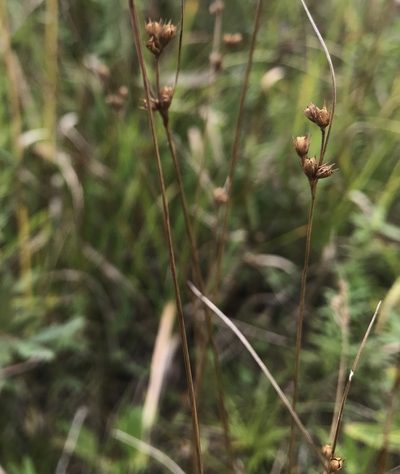 Juncus dudleyi, photographed by Kenneth Burdick