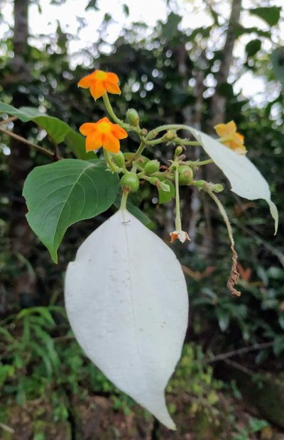 Mussaenda frondosa, photographed by sunnyjosef