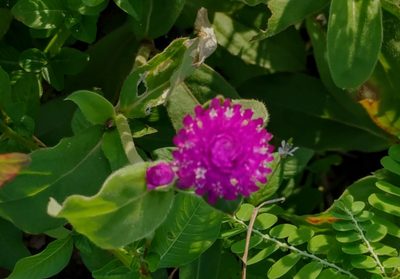 Gomphrena globosa, photographed by sunnyjosef