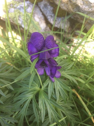 Aconitum tauricum, photographed by Daniel Ellehammer Larsen