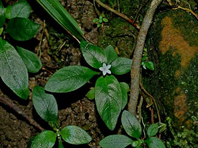 Ophiorrhiza pumila, photographed by Jacy Chen