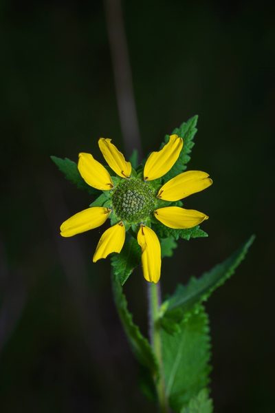 Berlandiera texana, photographed by Nathan Aaron