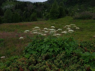 Peucedanum ostruthium, photographed by Christian Berg