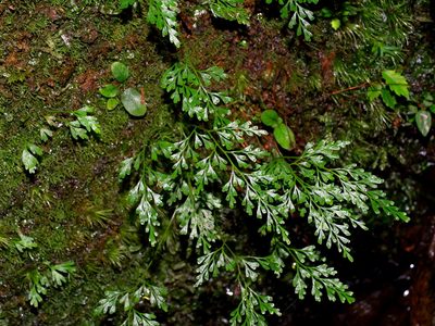 Odontosoria gracilis, photographed by Jacy Chen