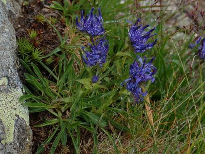 Phyteuma confusum, photographed by Christian Berg
