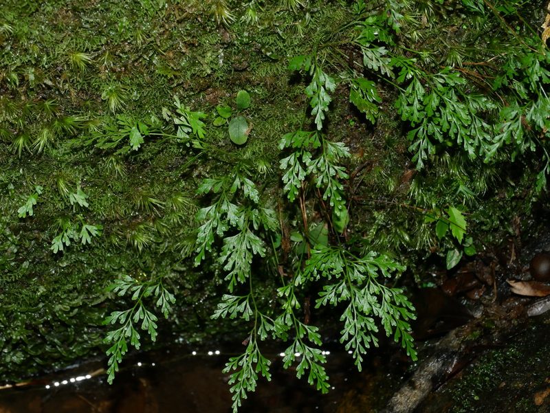 Odontosoria gracilis, photographed by Jacy Chen