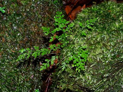 Odontosoria gracilis, photographed by Jacy Chen