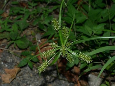 Cyperus cyperoides, photographed by Jacy Chen