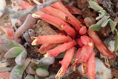 Hyobanche rubra, photographed by Peter Warren