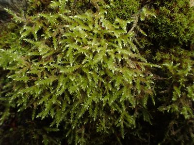 Plasteurhynchium striatulum, photographed by George Greiff