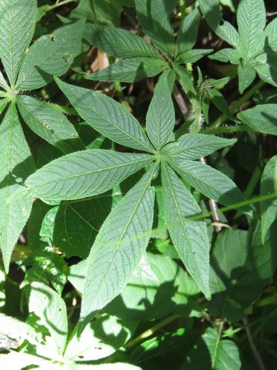 Cleome anomala, photographed by Juan Carlos Caicedo Hernández
