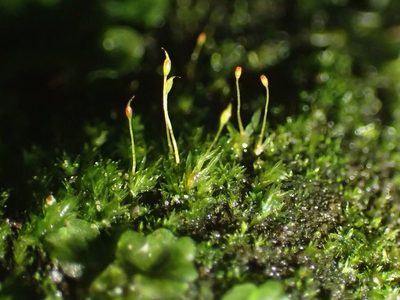 Fissidens pusillus, photographed by George Greiff