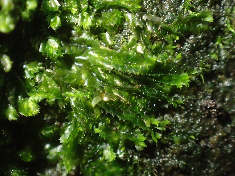 Lophocolea fragrans, photographed by George Greiff