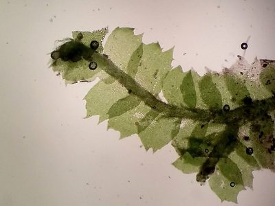 Lophocolea fragrans, photographed by George Greiff