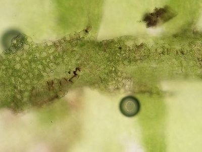 Lophocolea fragrans, photographed by George Greiff