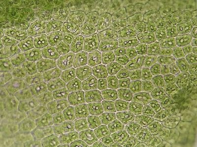 Lophocolea fragrans, photographed by George Greiff