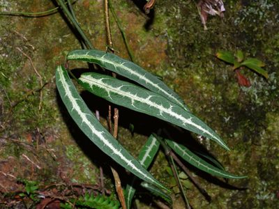 Gardneria multiflora, photographed by Jacy Chen