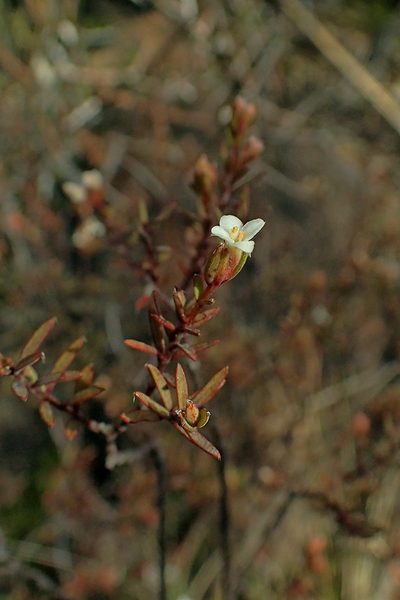 Pimelea suteri, photographed by Duncan Cunningham