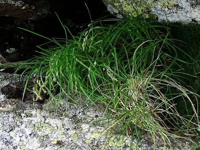 Poa laxa, photographed by Christian Berg