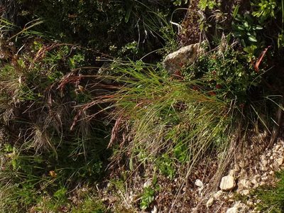 Festuca pseudodura, photographed by Christian Berg