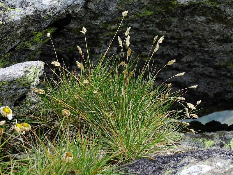 Oreochloa disticha, photographed by Christian Berg