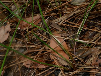 Eleocharis dulcis, photographed by Jacy Chen