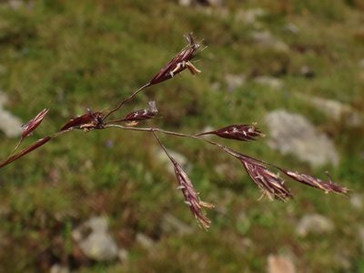 Festuca pseudodura, photographed by Christian Berg