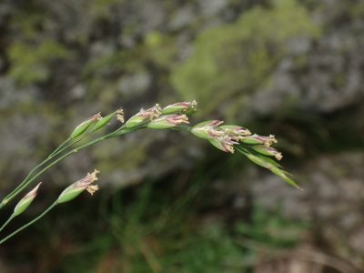 Poa laxa, photographed by Christian Berg