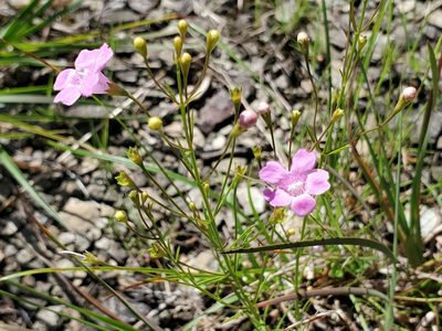 Agalinis decemloba, photographed by Tom Field