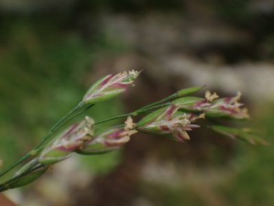 Poa laxa, photographed by Christian Berg