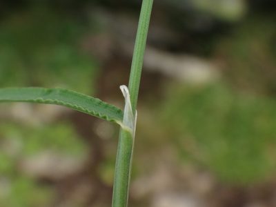Poa laxa, photographed by Christian Berg
