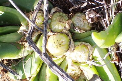 Glottiphyllum depressum, photographed by Nicola van Berkel