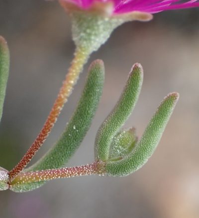 Drosanthemum lique, photographed by Nicola van Berkel