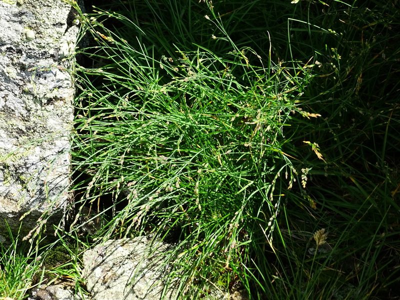 Poa laxa, photographed by Christian Berg